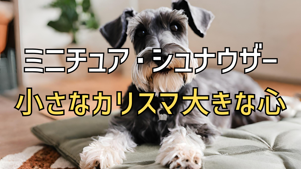 ミニチュア・シュナウザーとの暮らし