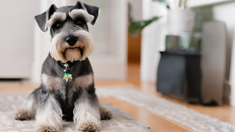 ミニチュア・シュナウザーの原点