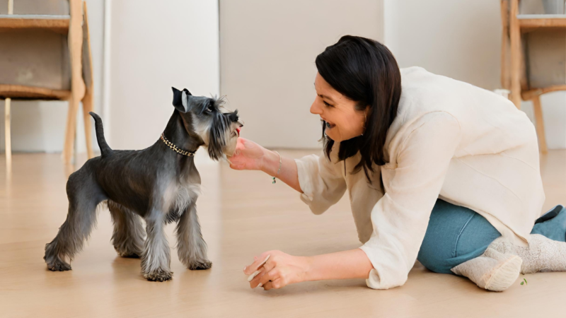 ミニチュア・シュナウザーの性格と特性
