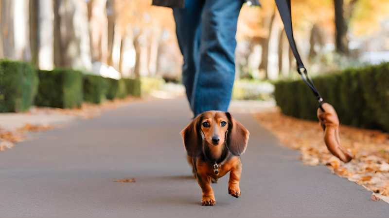 ミニチュア・ダックスフンドの飼育環境