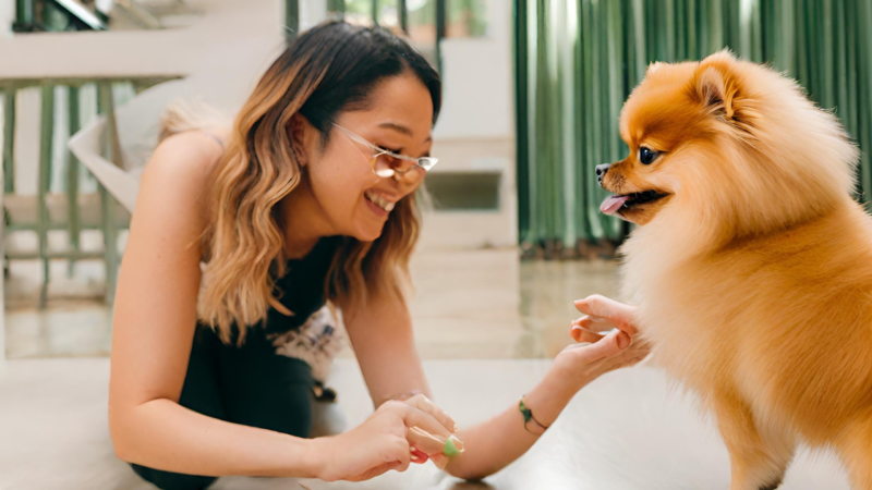 ポメラニアンを飼うメリット・デメリット