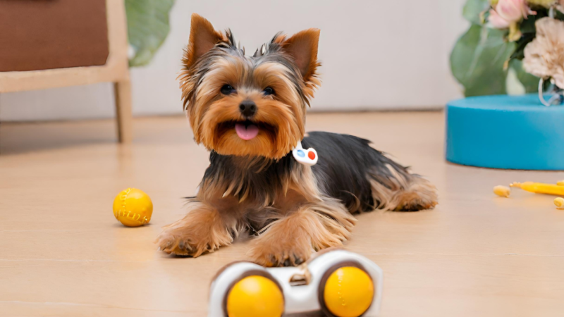 ヨークシャー・テリアとの日常